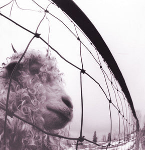 pearl-jam-vs